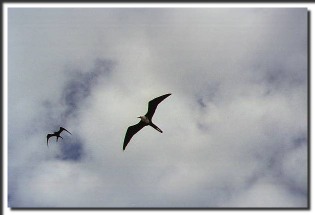 ~ Bird above the Seaquarium  on Cura&ccedil;ao.